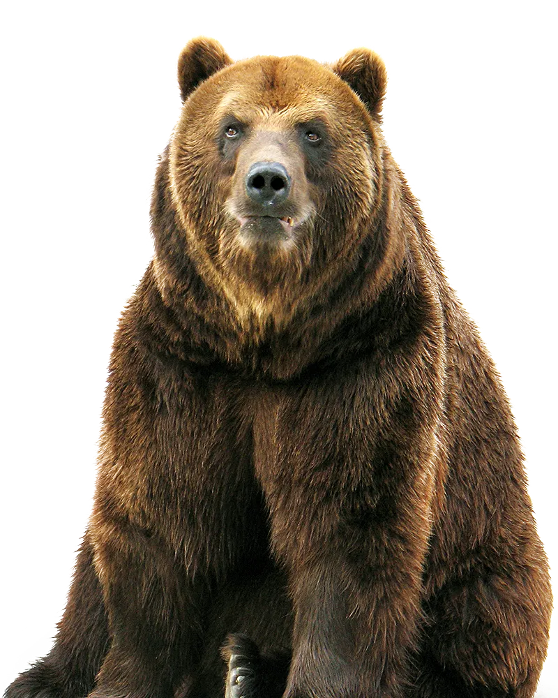 bear astronaut, space adventure, futuristic theme png